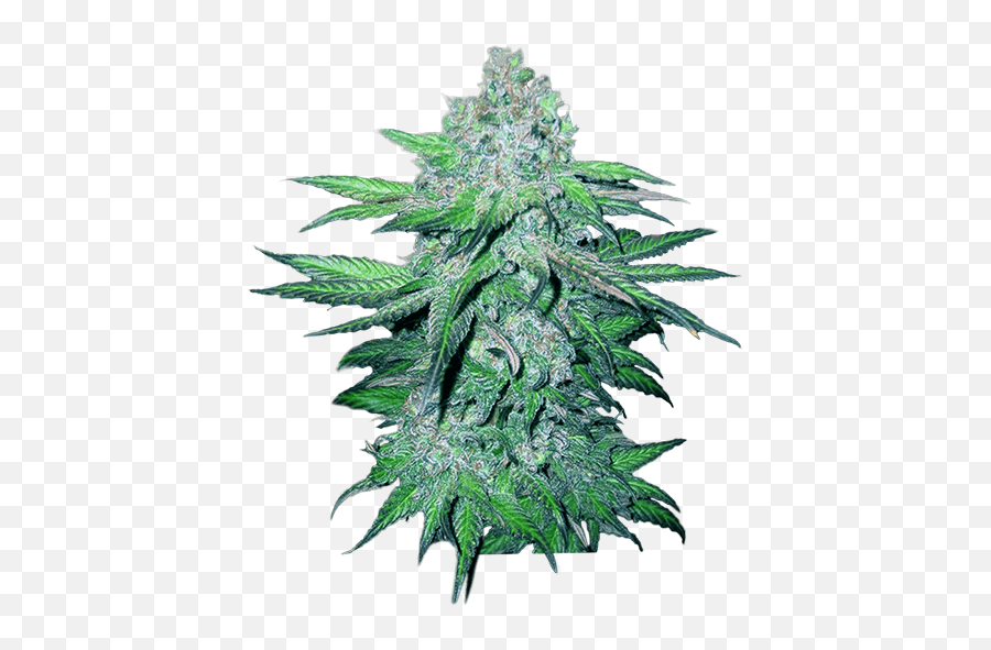 Free Seeds U2014 Stealth Box - The Canadian Grow Box Autoflowering Cannabis Png,Weed Plant Png