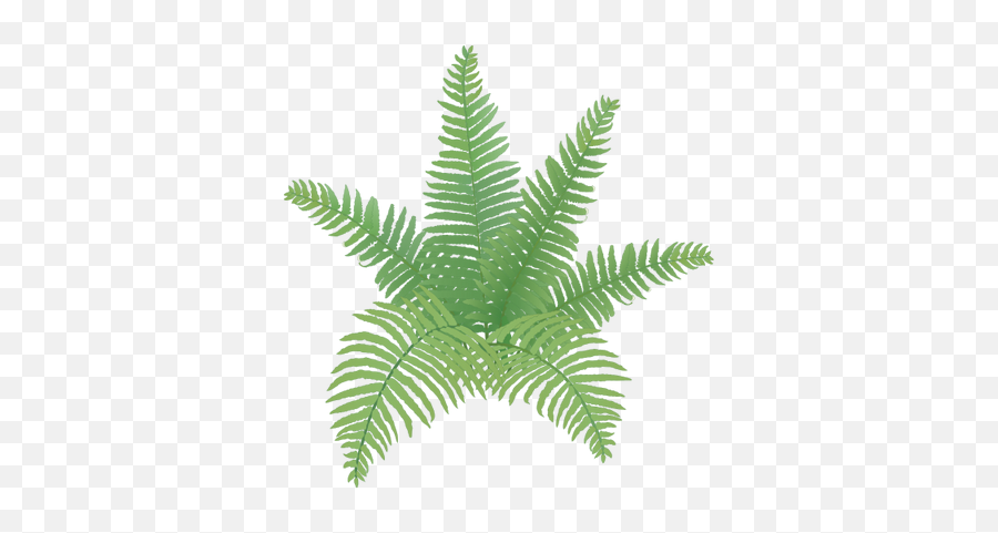 For Computer Jake Sampson Hd Backgrounds Fern - Easy To Draw Ferns Png,Fern Png