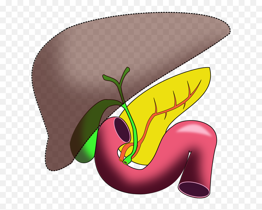Liver Clipart Unlabeled Transparent Free - Biliary Tract Cancer Esmo Png,Liver Png