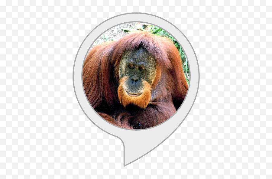 Amazoncom Orangutan Facts Alexa Skills - Ken Allen Orangutan Png,Orangutan Png