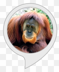 Amazoncom Orangutan Facts Alexa Skills - Ken Allen Orangutan Png,Orangutan Png