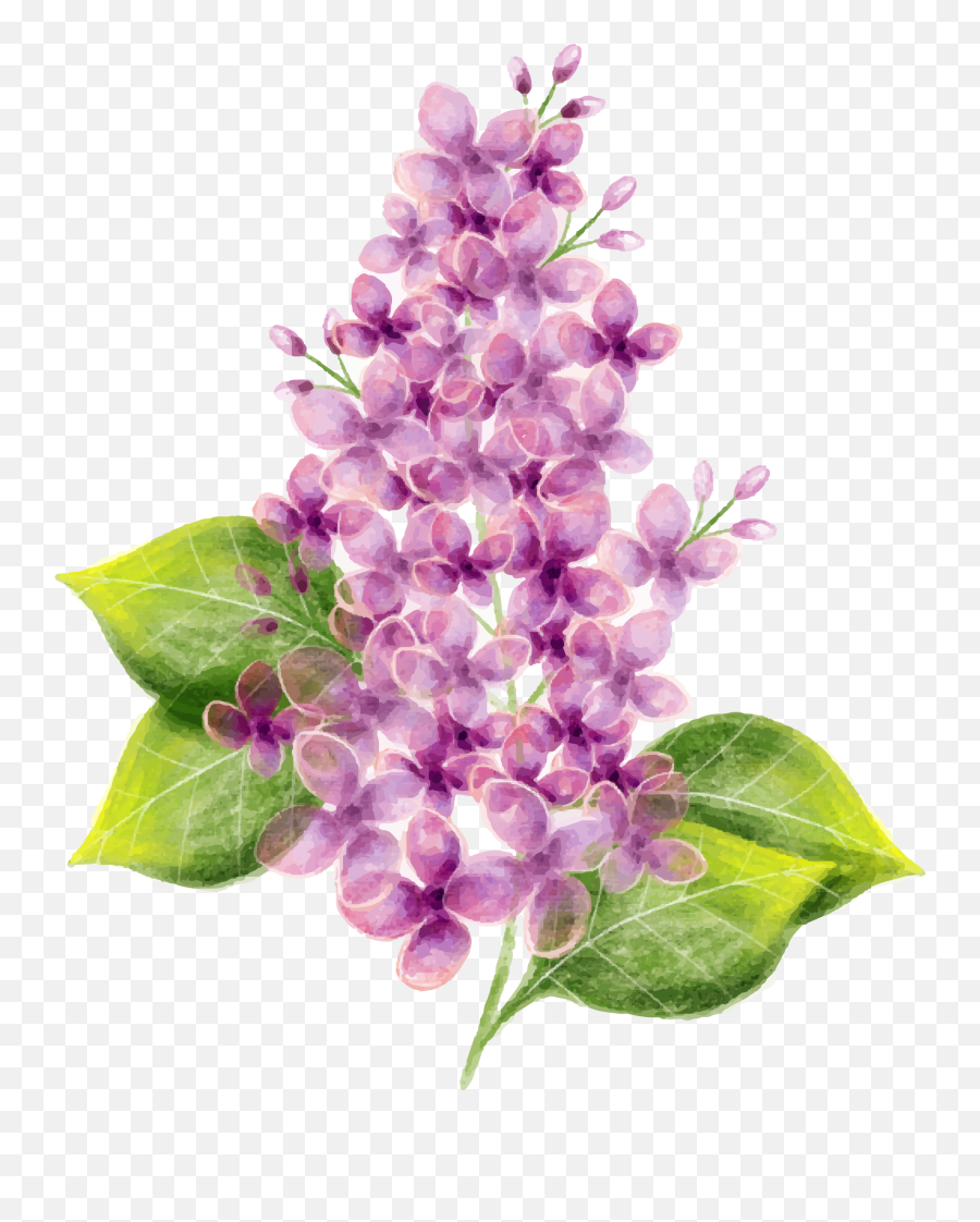 Lilac Flower Watercolor Painting - Vector Hand Painted Purple Vector Lilac Flower Png,Lavender Png