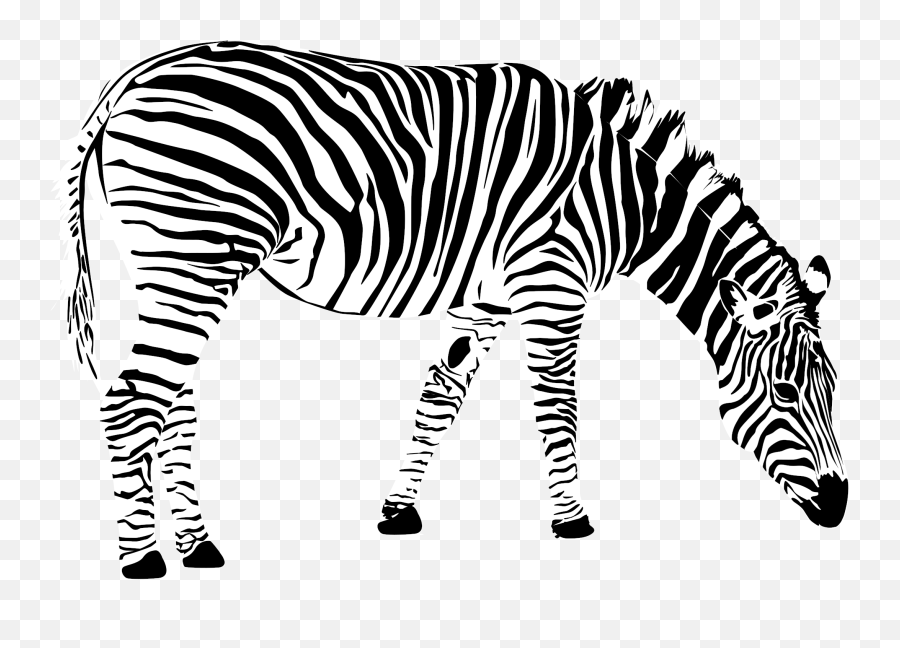 Grants Zebra Transparent - Zebra Png Vector,Zebra Transparent Background