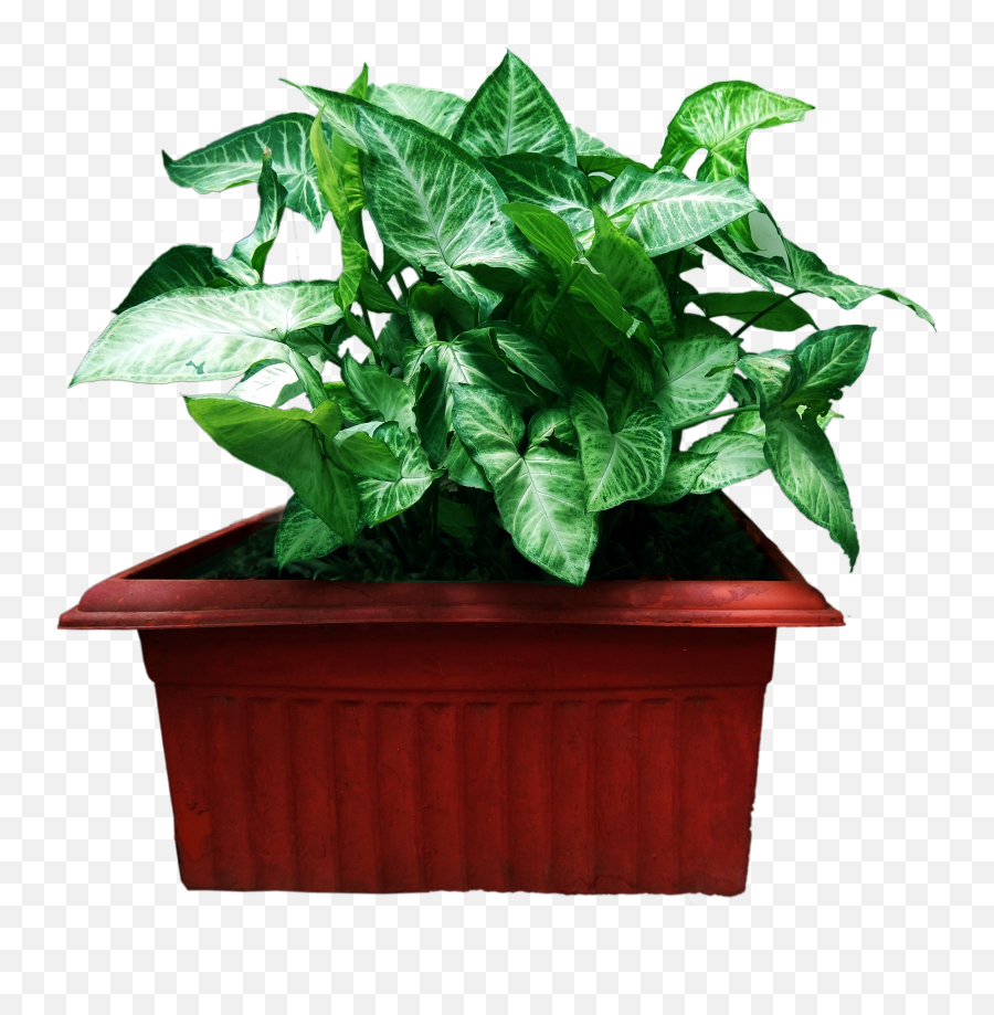 Decoration Plant With Flower Pot - Houseplant Png,Flower Pot Png