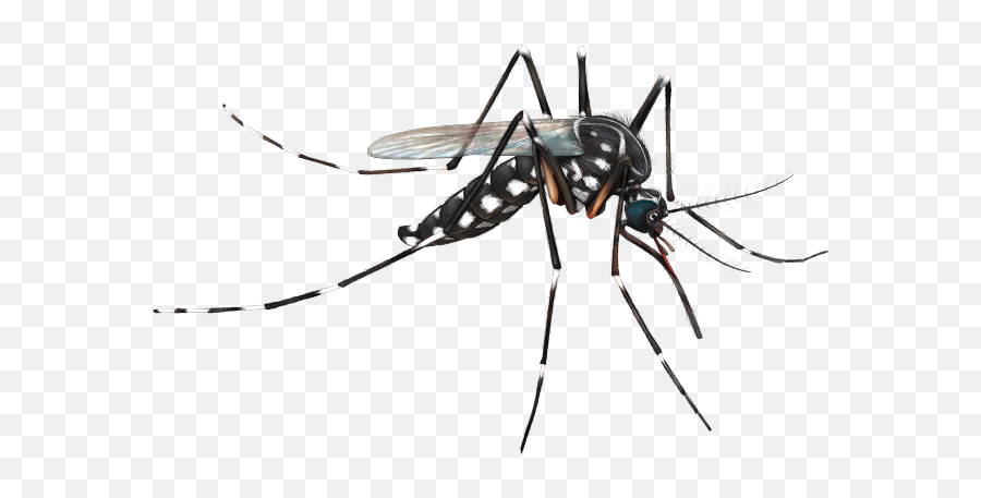 Png Mosquito - Aedes Aegypti Mosquito Png,Mosquito Transparent Background