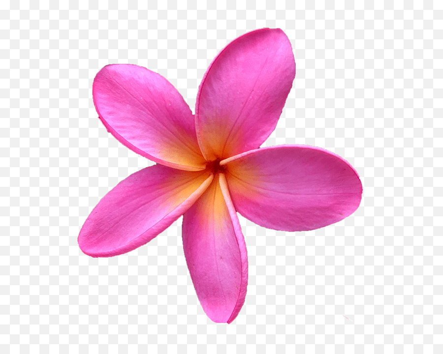 Plumeria Flower Png - Frangipani Flower Pink Png,Plumeria Flower Png