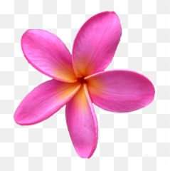 Plumeria Flower Png - Frangipani Flower Pink Png,Plumeria Flower Png
