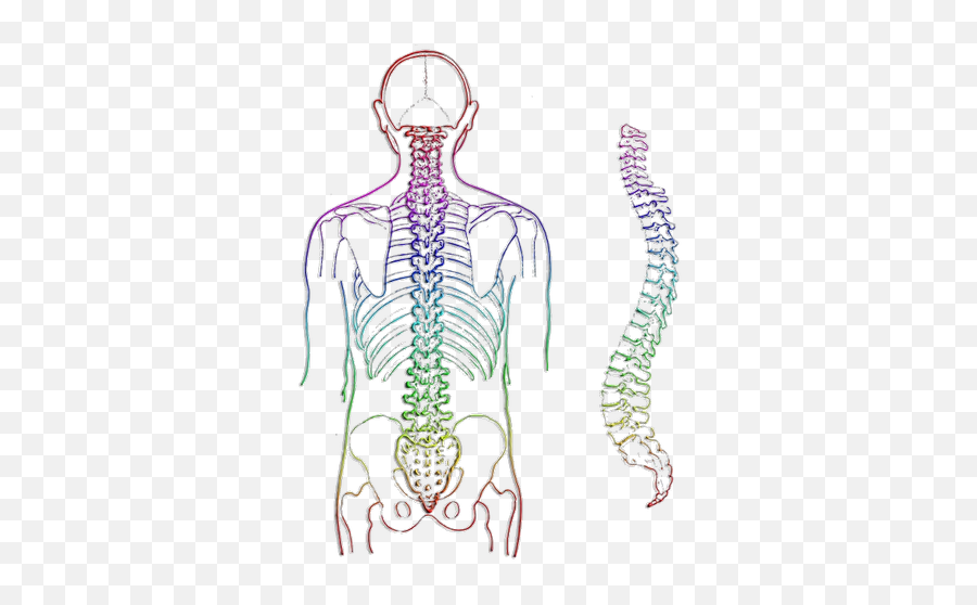 Spine Transparent Png Images - Spine Chiropractor,Spine Png
