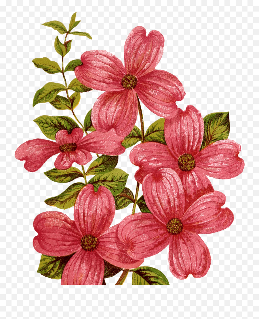 Vintage Flower Dogwood Red - Lily Clipart Mountain Png,Dogwood Png