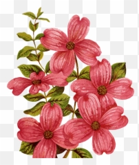 Vintage Flower Dogwood Red - Lily Clipart Mountain Png,Dogwood Png