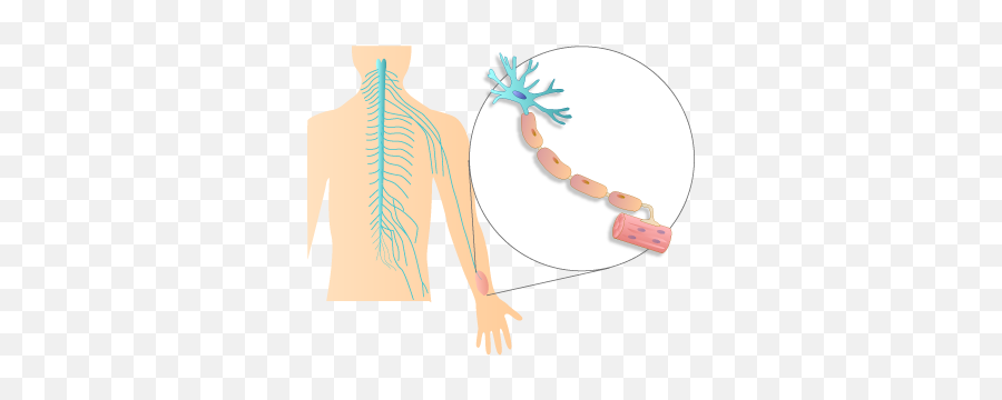 201405 Peripheral Nervous System - Illustration Png,Nervous System Png