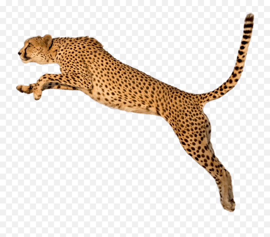 Running Leopard Png Transparent Image Arts - Serengeti National Park,Running Transparent