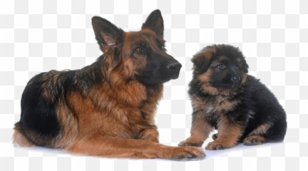 German Shepherd Png Transparent Image - Transparent Background Png Dog German Shepherd Puppy Transparent,German Shepherd Png