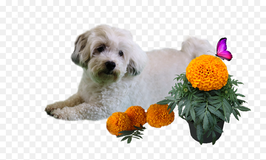 Patch Png Marigold