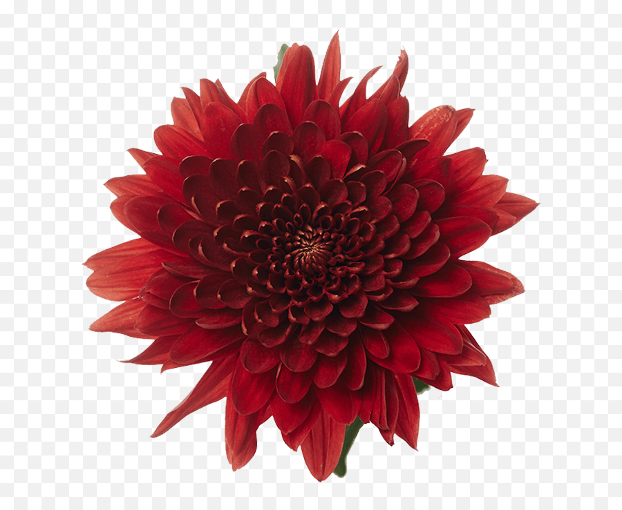 Disbuds U2013 Rio Roses - Red Dahlia Png,Chrysanthemum Png