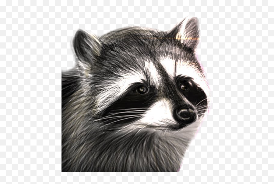 Raccooneggs Youtube Csgo Raccoon - Raccooneggs Raccoon Png,Raccoon Transparent Background