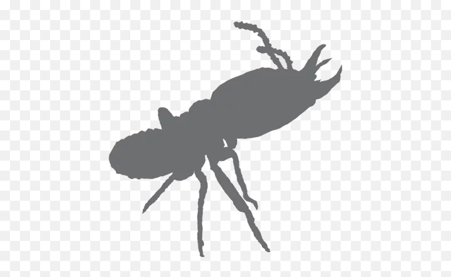 Home - Silhouette Png,Termite Png