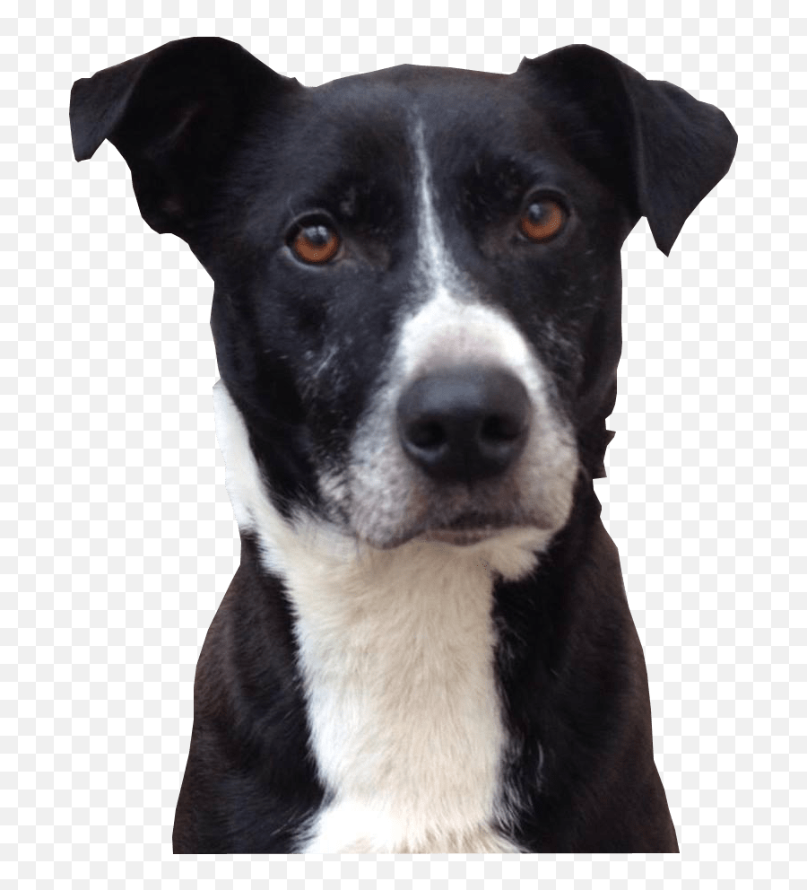 Download Cute Dog Png Photo8 - Black And White Dog Black And White Dog,Cute Dog Png