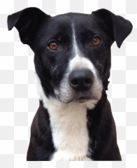 Download Cute Dog Png Photo8 - Black And White Dog Black And White Dog,Cute Dog Png