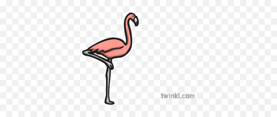 Flamingo Icon Illustration - Twinkl Flamingo Twinkl Png,Flamingo Clipart Png