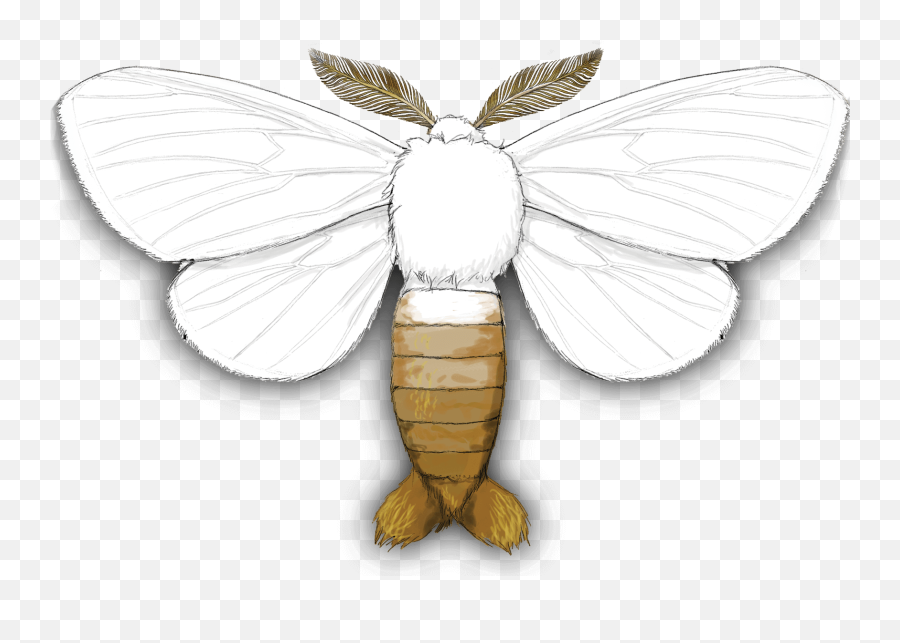 Download Gypsy Moth - Lycaenid Full Size Png Image Pngkit Browntail Moth,Moth Transparent Background