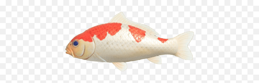 Index Of Publicimagesfish - Animal Crossing Transparent Fish Png,Transparent Ribbon Eel