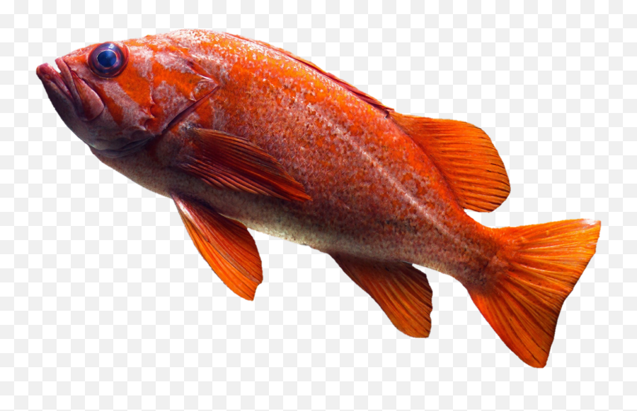 Free Image Fish Goldfish Orange Png Transparent
