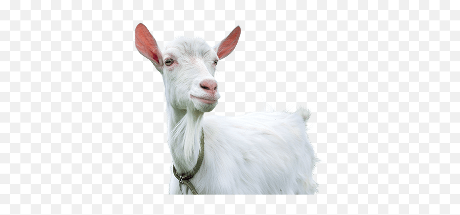 Nourish Kefir Organic Fermented Milk Drink Uk - Adult Goat Png,Goats Png