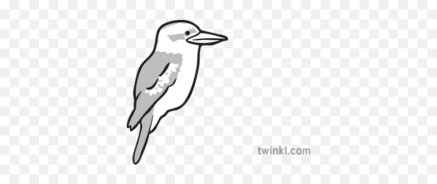 Kookaburra Zoo Map Icon Black And White Illustration - Twinkl Black And White Drawings Of Kookaburras Png,Map Icon Transparent