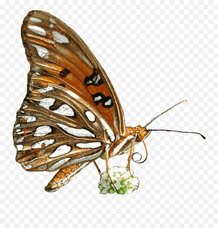 Butterfly Animation Png 3 Image - Butterfly Animation Clipart Png,Blue Butterflies Png
