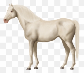 Looking For Dominant White Horses - Png