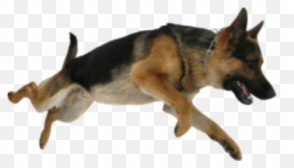 German Shepherddeguomuyangquande - Png