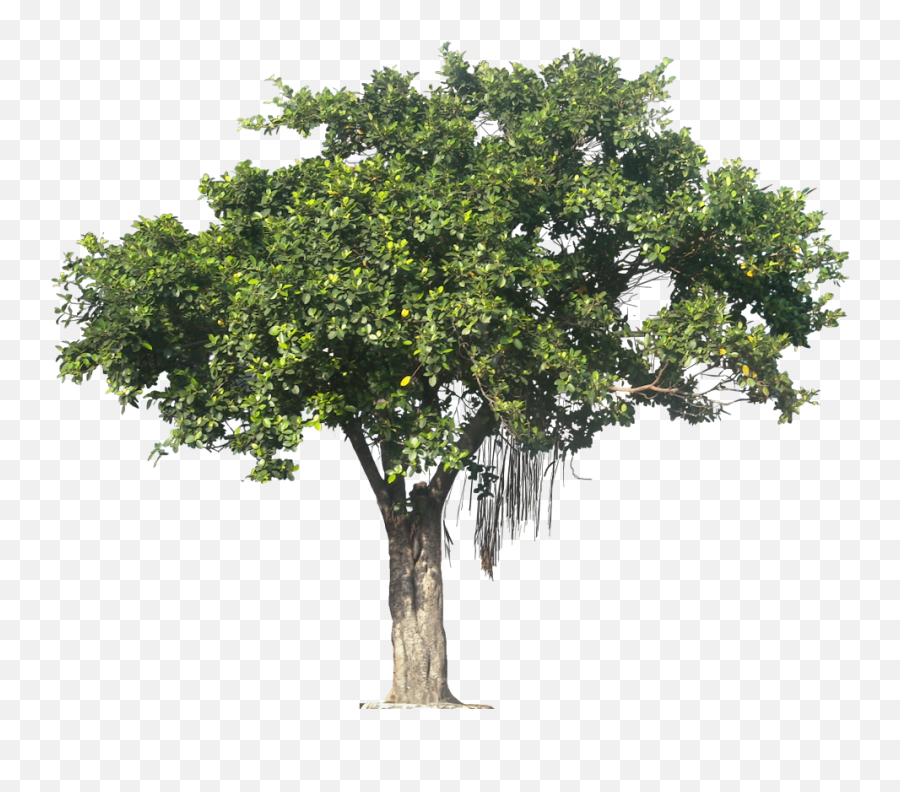 Pin Png Jungle Tree