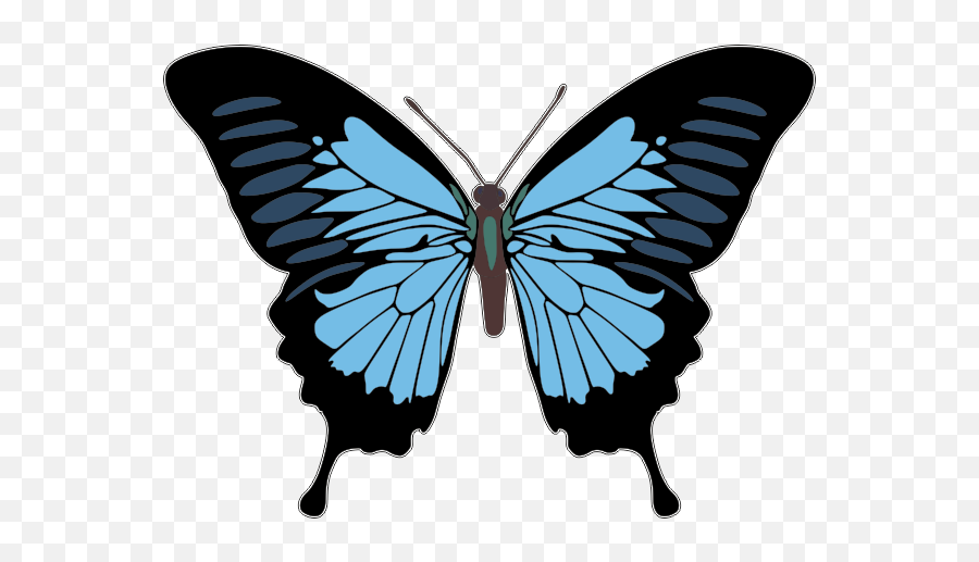 Lower - Blue Butterfly Papilio Ulysses Png,Butterfly Tattoo Png