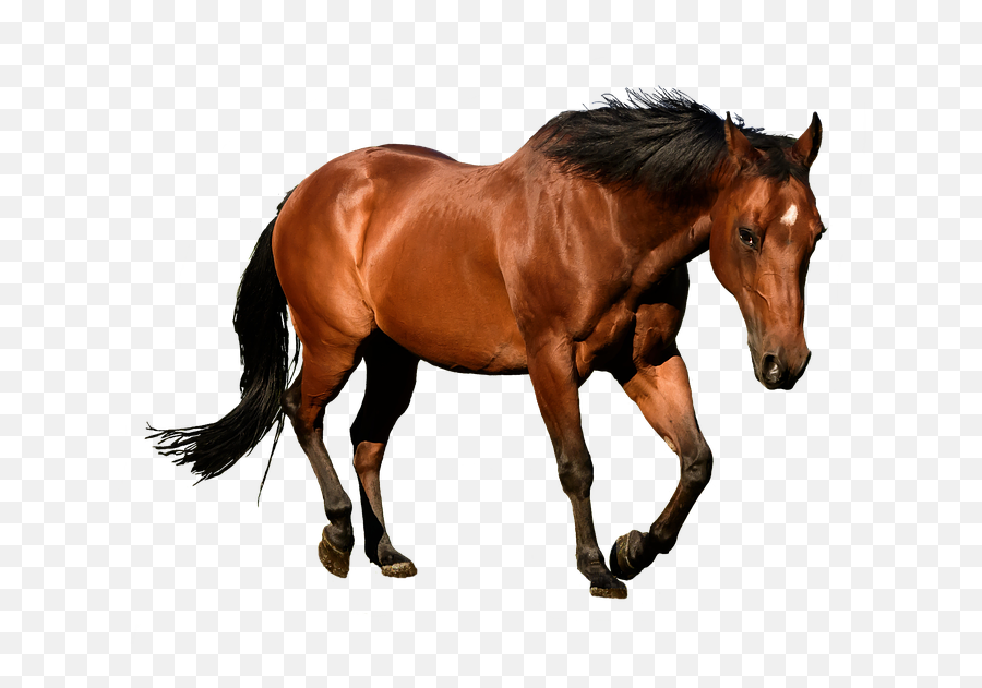 Caballo Png 4 Image - Horses Transparent,Caballo Png