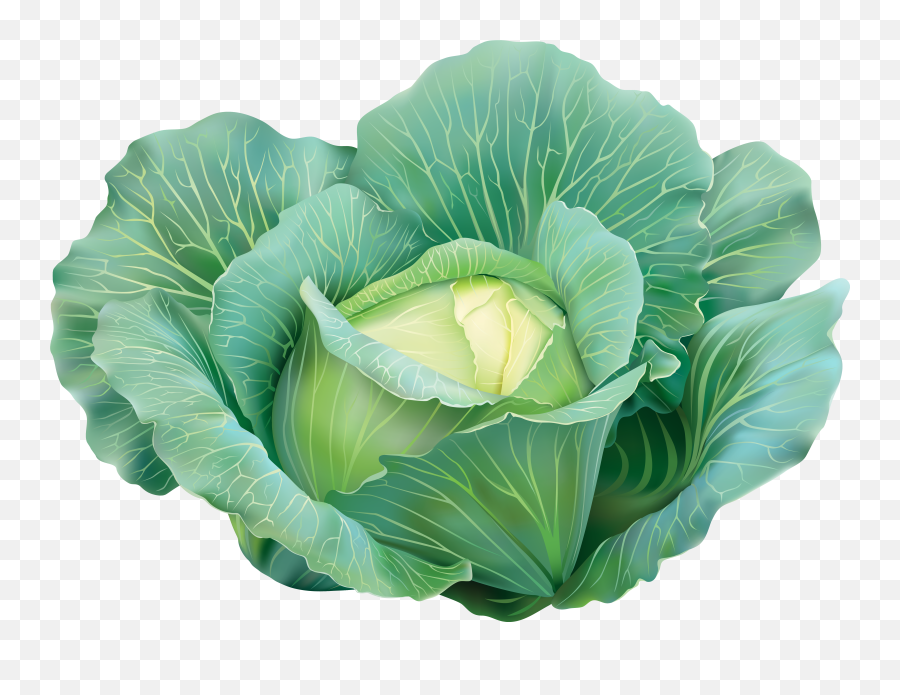 Cabbage Plant Transparent Png Clipart - Cabbage Png,Cabbage Png