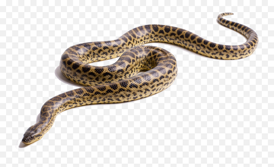 Anaconda Png Image - Anaconda Transparent,Venom Snake Png