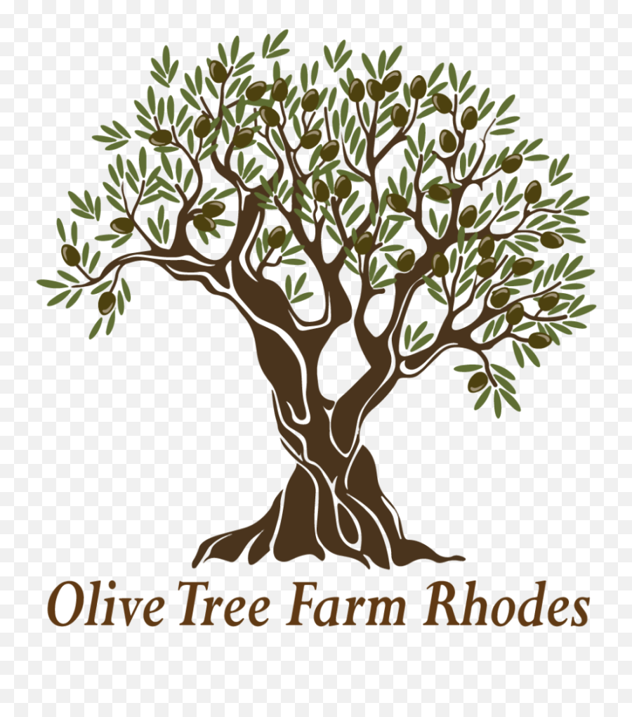 Olive Tree Farm - Greek Olive Tree Png,Olive Tree Png