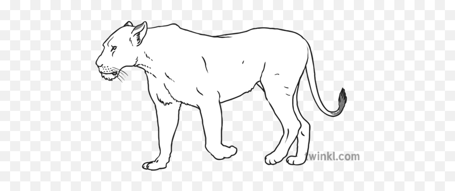 Lioness Black And White 1 Illustration - Twinkl Line Art Png,Lioness Png