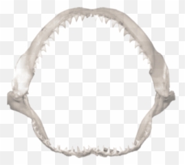 Png Shark Jaws Silhouette - Pacific Sturgeon