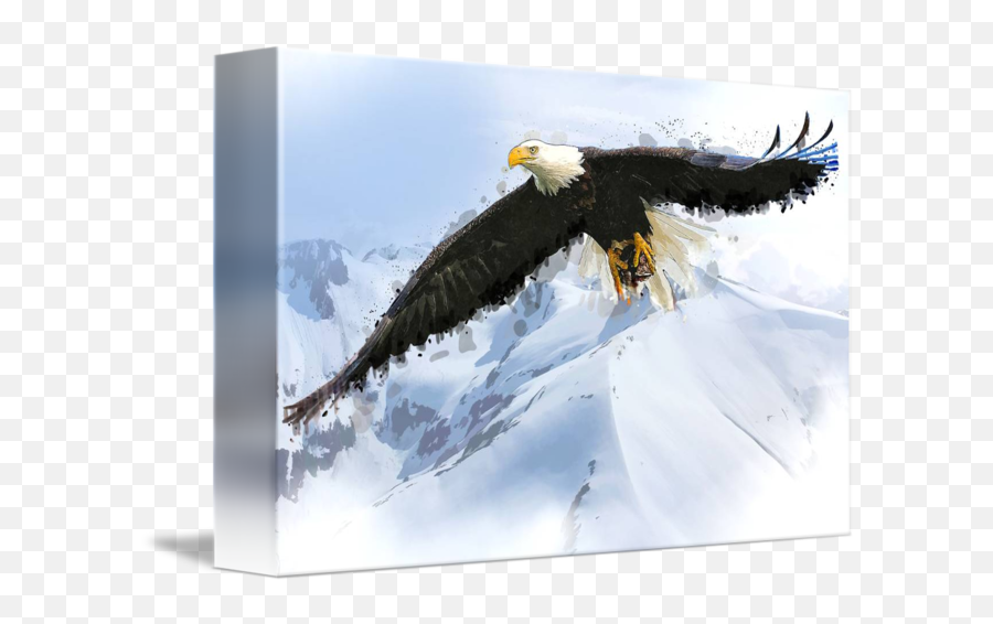 Alaska Soaring Eagle Watercolor By Elaine Plesser - Bald Eagle Png,Soaring Eagle Png