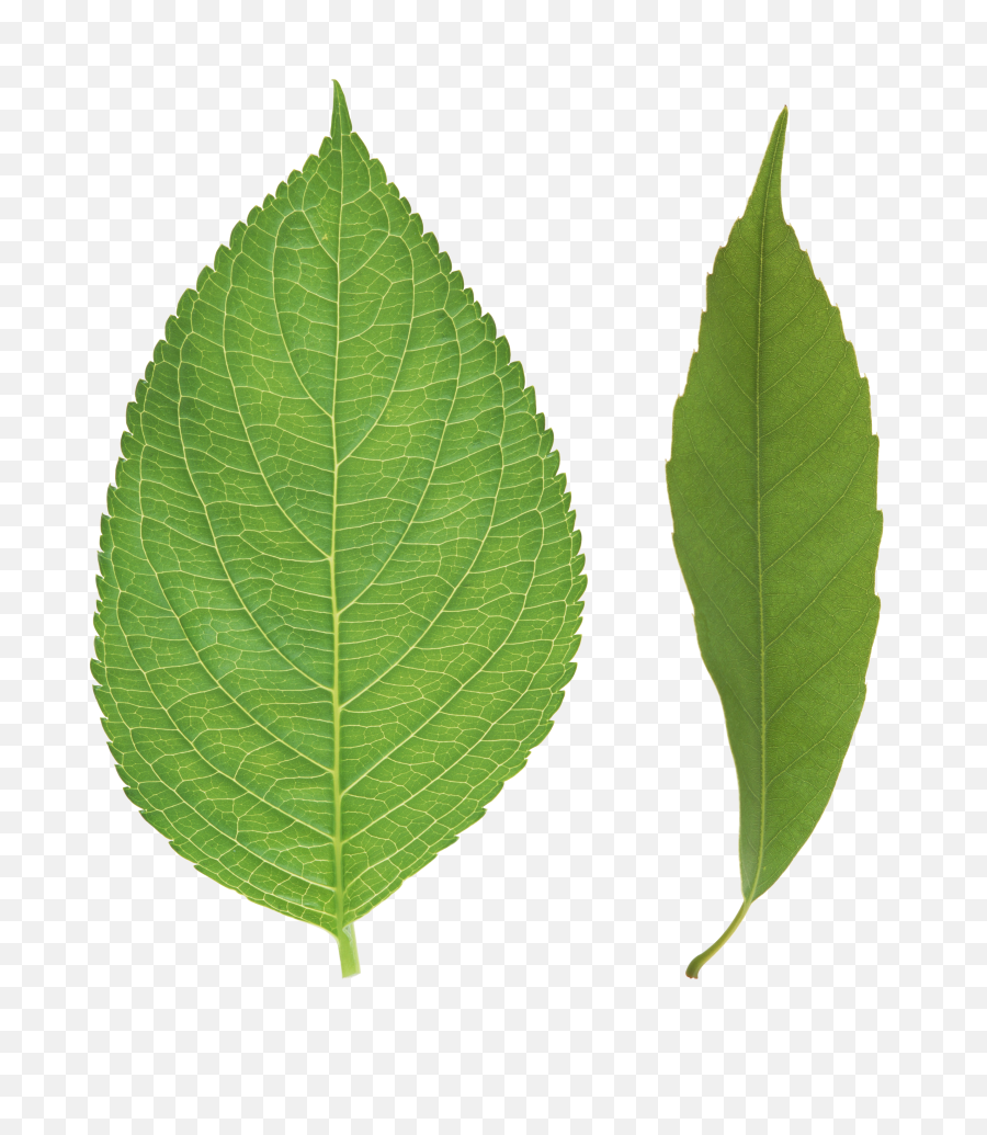 Download Green Leaf Png - Apple Tree Leaves Png,Tree Leaves Png