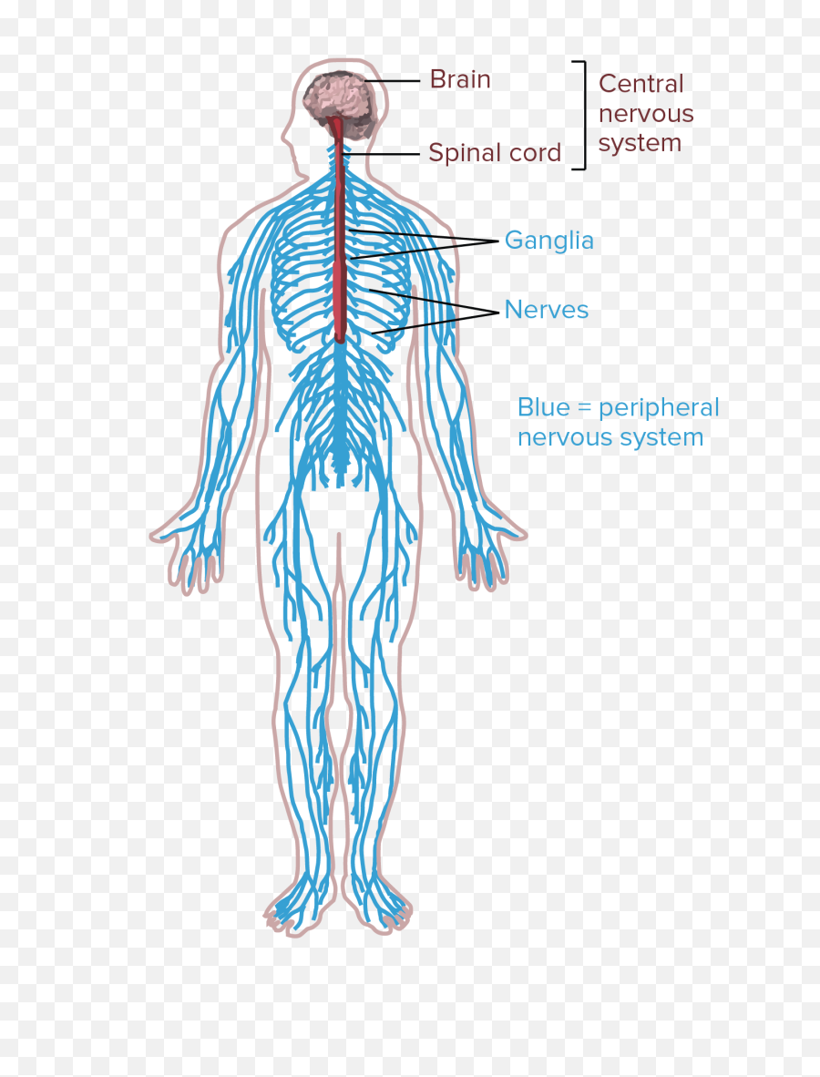 Diagram Of The Human Nervous System - Transparent Nervous System Png,Human Body Png