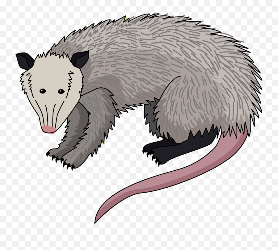 Clipart - Opossum Clipart Png,Opossum Png