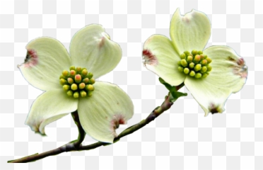 Flowering Dogwood Transparent Cartoon - Flowering Dogwood Png,Dogwood Png