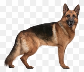 German Shepherd Png Images Free Download - Pet Dog German Shepherd,German Shepherd Png