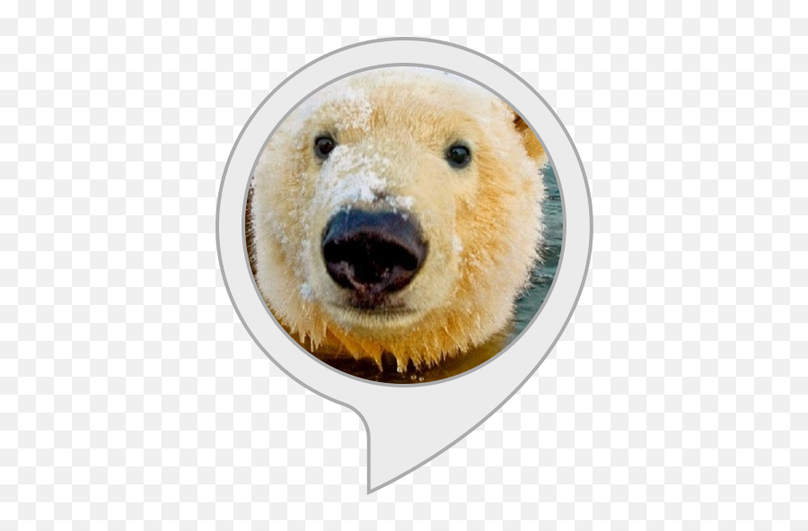 Alexa Skills - Faroe Islands Polar Bear Png,Polar Bear Transparent Background