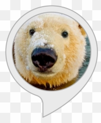 Alexa Skills - Faroe Islands Polar Bear png
