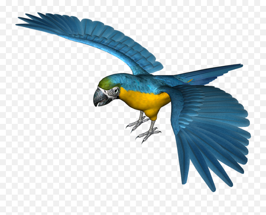 Parrot - Transparent Blue Parrot Png,Parrot Transparent