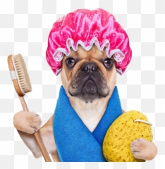 Download Cute Towel Funny Personnel Dog Bath Hot Clipart Png - Cute Dog Grooming,Cute Dog Png